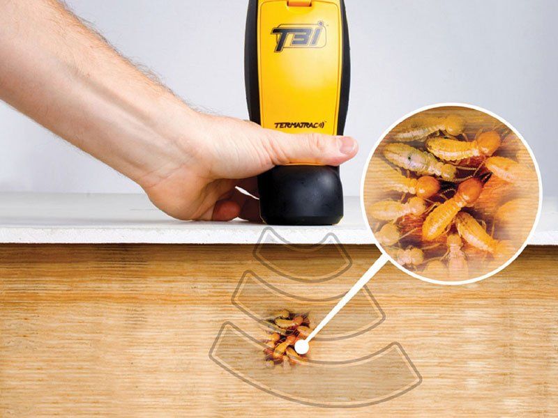 Termite inspection