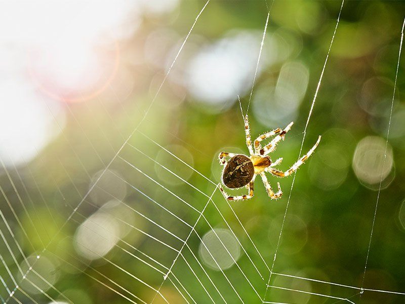 Pest control services